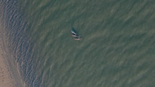Pod of dolphins in the Edisto River off of Seabrook Island, SC