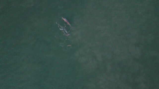 Pod of dolphins in the Edisto River off of Seabrook Island, SC
