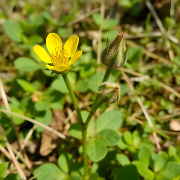Spring pilewort (Ficaria verna), celandine (Ranunculus vernus) flower bud, brood bud, poisonous (saponins, prussic acid), honey, medicinal plant for scurvy in Crimea. Village on shore of Sea of Azov