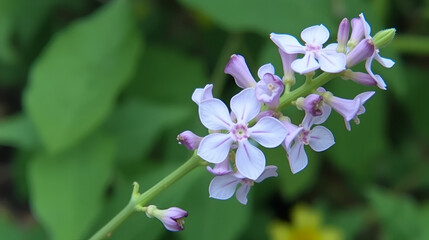 Delicate Purplish White Flowers on Stem.
Stachytarpheta cayennensis is a species of flowering plant in the verbena family.