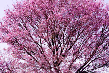 Pink ipe tree showing its magnificent blooming in spring