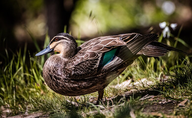 Pacific Black Duck