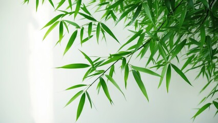 Fototapeta premium Green bamboo leaves against a light background