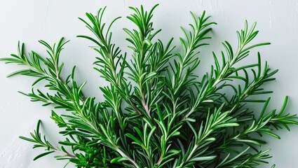 Obraz premium Fresh rosemary herb plant with green leaves on white background