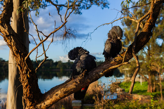 pair of red tailed black cockatoo birds sitting on branch of gum tree in bushland