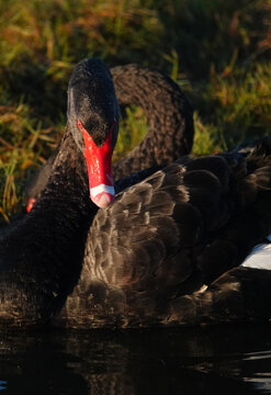 Black Swan