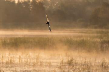 Ptaki latające nad wodą w piękny letni poranek.  © Elżbieta Kaps