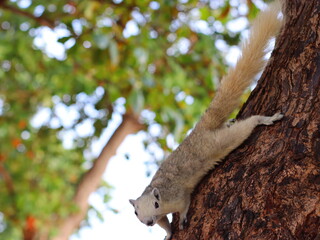 A small squirrel perched on a tree branch, alert and curious, surrounded by lush green leaves, capturing the beauty of wildlife in nature.