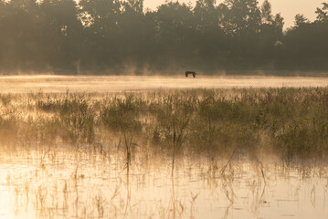 Ptaki latające nad wodą w piękny letni poranek.  © Elżbieta Kaps