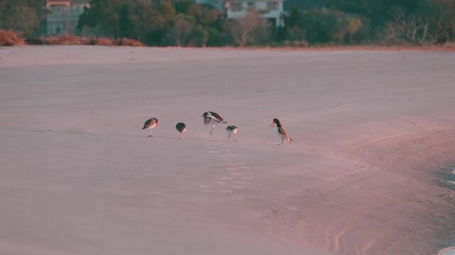 American Oystercatcher Mating Rituals, Seabrook Island, SC