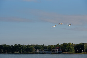 Kilka łabędzi lecących na tle błękitnego nieba. © Elżbieta Kaps