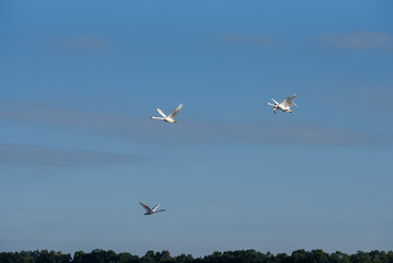 Kilka łabędzi lecących na tle błękitnego nieba. © Elżbieta Kaps