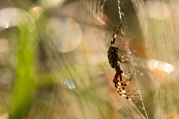 Pająk tygrzyk paskowany w rosie na łące.