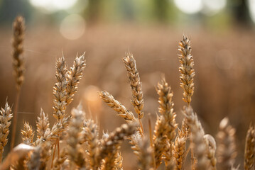 Złote dojrzałe kłosy zboża na polu.  © Elżbieta Kaps