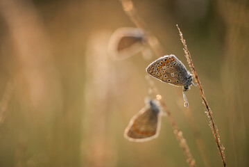 Modraszek ikar motyl na trawie w rosie.  © Elżbieta Kaps