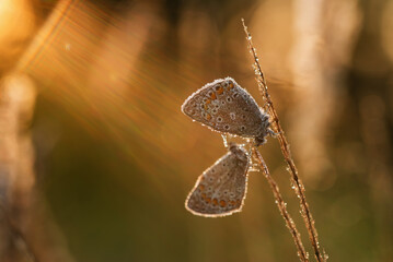 Modraszek ikar motyl na trawie w rosie. © Elżbieta Kaps