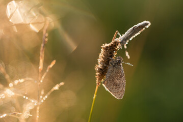 Motyl strzępotek ruczajnik na łące w rosie. © Elżbieta Kaps