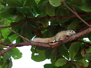 A small squirrel perched on a tree branch, alert and curious, surrounded by lush green leaves, capturing the beauty of wildlife in nature.