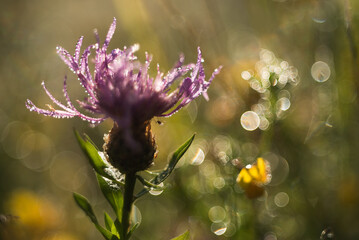Polne kwiaty w rosie na łące, tło kwiatowe. © Elżbieta Kaps