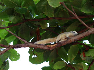 A small squirrel perched on a tree branch, alert and curious, surrounded by lush green leaves, capturing the beauty of wildlife in nature.