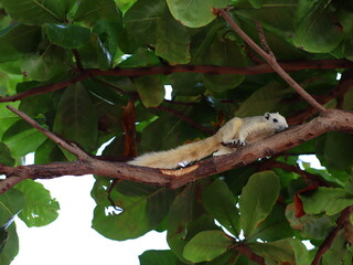 A small squirrel perched on a tree branch, alert and curious, surrounded by lush green leaves, capturing the beauty of wildlife in nature.