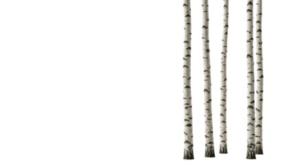 Five distinct, slender, leafless birch trees with light-colored bark on a transparent studio background with copy space. Concept of natural minimalism