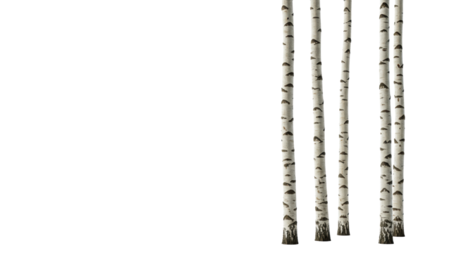 Five distinct, slender, leafless birch trees with light-colored bark on a transparent studio background with copy space. Concept of natural minimalism