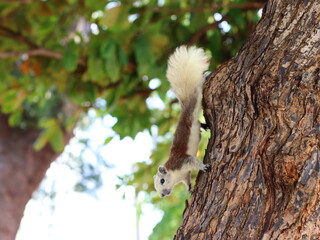 A small squirrel perched on a tree branch, alert and curious, surrounded by lush green leaves, capturing the beauty of wildlife in nature.