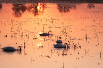 Łabędzie o wschodzie śłońca pływające po wodzie, letni poranek.  © Elżbieta Kaps