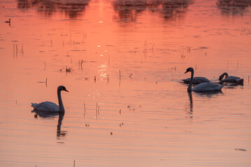 Łabędzie o wschodzie śłońca pływające po wodzie, letni poranek.  © Elżbieta Kaps
