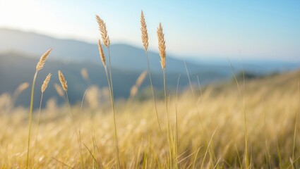 Fototapeta premium Field of tall grass blades swaying in the breeze with mountains and sky in the background. Nature and landscape. The scene of wild grass and serene environment.