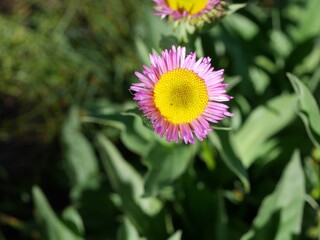 Alpine Fleabane Wildflower Blooming along Blue Lake Trail, Colorado