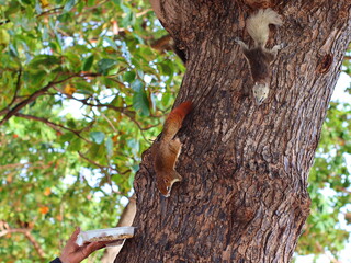 A small squirrel perched on a tree branch, alert and curious, surrounded by lush green leaves, capturing the beauty of wildlife in nature.