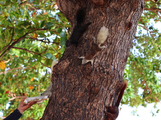 Obraz premium A small squirrel perched on a tree branch, alert and curious, surrounded by lush green leaves, capturing the beauty of wildlife in nature.