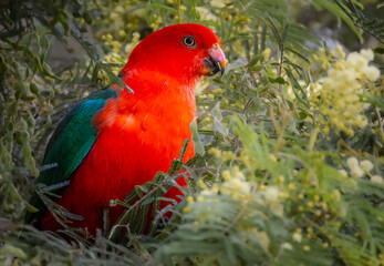 Australian king Parrot