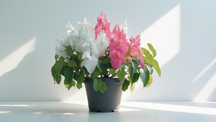 Naklejka premium Pink and white bougainvillea flowers in a black pot with green leaves on a white surface and light blue background.