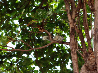 A small squirrel perched on a tree branch, alert and curious, surrounded by lush green leaves, capturing the beauty of wildlife in nature.