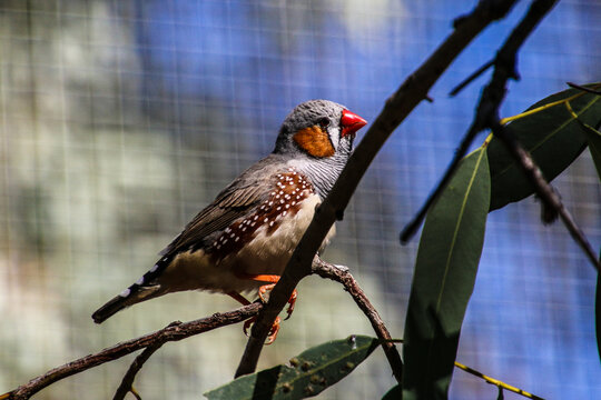 finch bird on branch