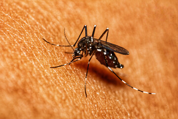 Mosquitoes spread the dengue virus through their bites on the skin, mosquitoes bite the skin