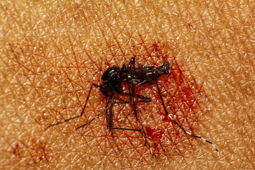 Squashed Mosquito with Blood on Skin