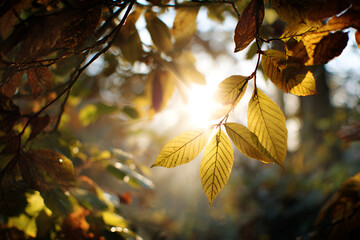 Autumn leaves backlit by sunlight nature beauty fall colors golden hour