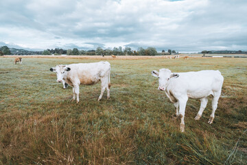 Obraz premium Two white cows standing on a dewy grassy field under a cloudy sky, with more cattle grazing in the distance across a peaceful rural landscape
