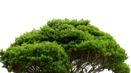 vibrant and flourishing tree isolated on white background