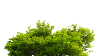 Lush green treetop with abundant leaves and natural vibes isolated on white background