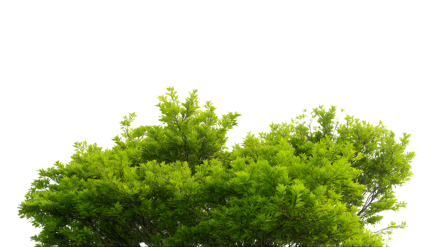 Lush green treetop with abundant leaves and natural vibes isolated on white background