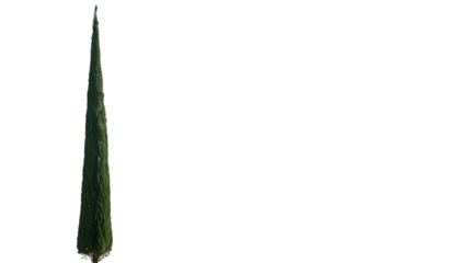  solitary, slender cypress tree isolated on white background