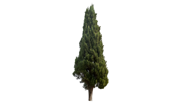 majestic Italian cypress tree isolated on white background