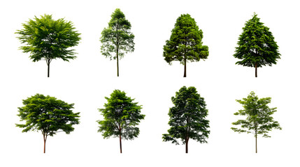  variety of lush green trees isolated on white background