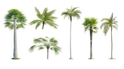 Fototapeta premium Collection of palm trees with green leaves isolated on white background