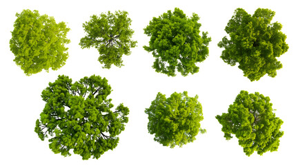 Fototapeta premium Top view of various green trees isolated on white background